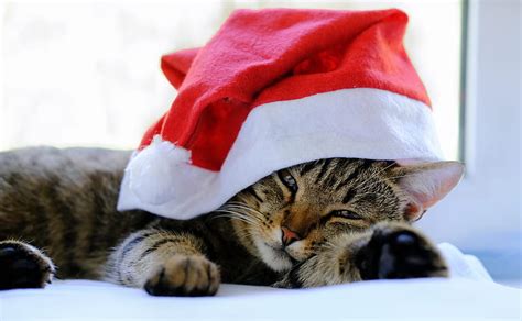 Cats, Cat, Santa Hat, HD wallpaper | Peakpx