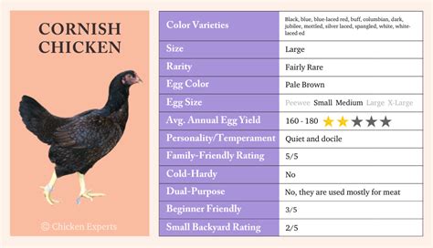 Cornish Chicken Breed – All Your Questions Answered By The Experts.👌🏼 ...