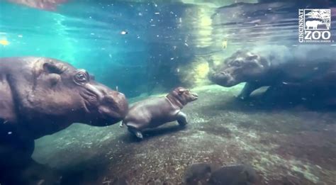 Fiona the Hippo Meets Brother Fritz [VIDEO]