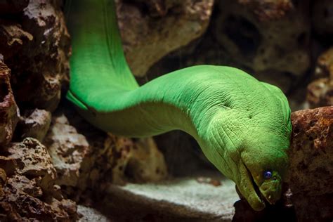 Green Eel | The creepy stare of a green moray eel at the Dallas Aquarium in Fair Park. | Dallas ...