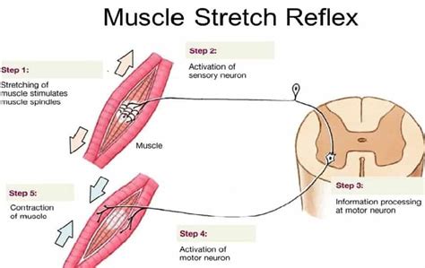 STRETCH REFLEX - www.medicoapps.org