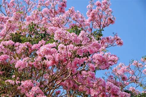 Kerap disangka pohon sakura, pohon tabebuya punya keunikan dan ...