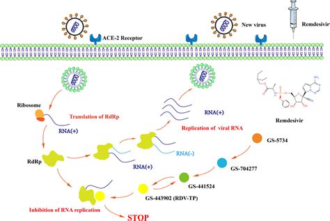 Frontiers | Remdesivir in treating hospitalized patients with COVID-19 ...