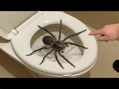 Dealing with a Spider in the Toilet: Tips and Solutions