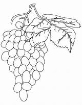 red Grapes coloring 608221 sketch template