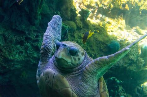 Underwater Photography of Sea Turtle · Free Stock Photo