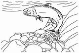 Salmon To Print Coloring Page  Free Printable Pages sketch template