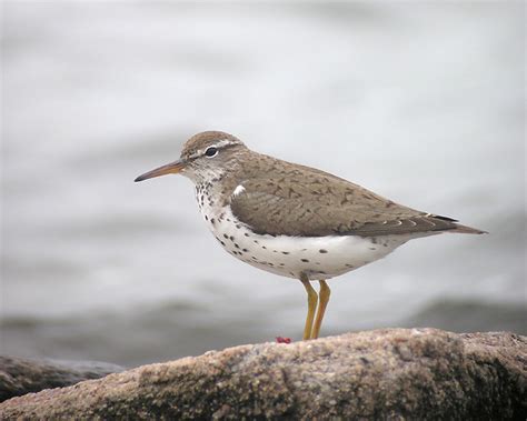 Spotted Sandpiper - breeding | Breeding plumage Spotted Sand… | Flickr