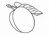 30  Plums Coloring Pages Free Printable PDF JPG PNG & Online sketch template