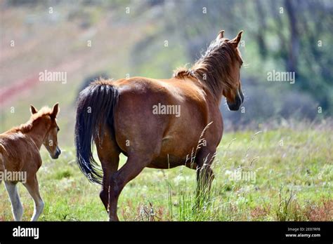 Brumbies - Australian wild horses - in the Snowy Mountains Stock Photo - Alamy