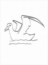 Albatross Coloring Pages  ColoringBay sketch template