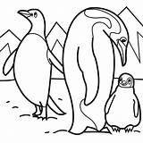 Printable Coloring Pages Arctic Animals sketch template