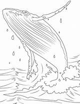 Whale Coloring Arctic Killer Pages Ocean Whales Color Worksheets Kids  sketch template