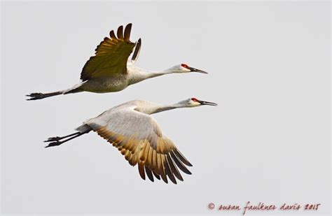 Sandhill Cranes in flight – Audubon Everglades