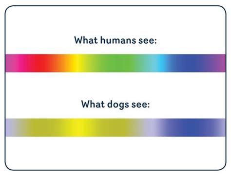 Dogs do see colours - but which colours? | Absolute Pets