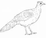 Edward’s Pheasant sketch template