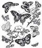 14 Butterfly Coloring Pages For Adults  The Graphics Fairy sketch template
