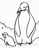 Cute Baby Penguin Coloring Pages  Coloring Home sketch template