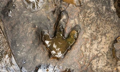 Arriba 69+ imagen dinosaur footprint fossil - Abzlocal.mx