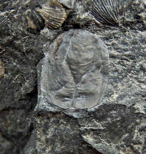 Lingula spatulata - Members Gallery - The Fossil Forum