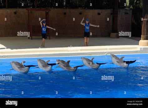 Ushaka marine world dolphins hi-res stock photography and images - Alamy