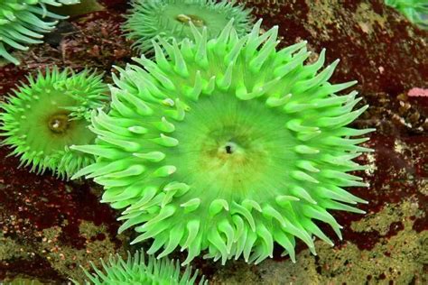 10 weirdest underwater plants ever discovered - Steamdaily