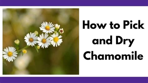 Harvesting Chamomile - How to Pick & Dry Chamomile - Together Time Family