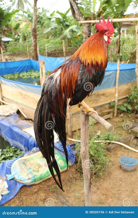 Onagadori Rooster Royalty Free Stock Image - Image: 38505196