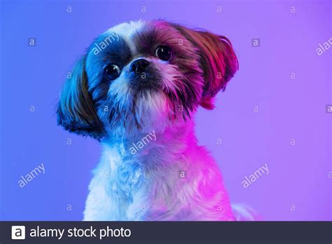 Close up portrait of cute little Shih Tzu dog sitting with its head tilted to one side isolated ...