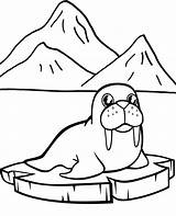 Walrus coloring Page For Kids sketch template
