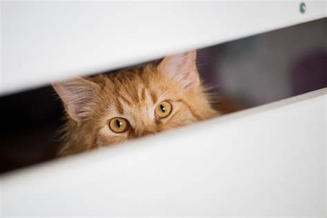 Why Is My Cat Hiding? | Great Pet Care