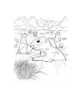 Free Prairie Dog Coloring Pages sketch template