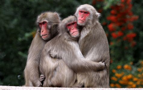 Japanese Macaque