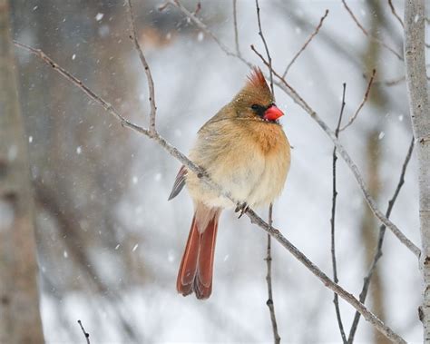 Bird Cardinal Female - Free photo on Pixabay