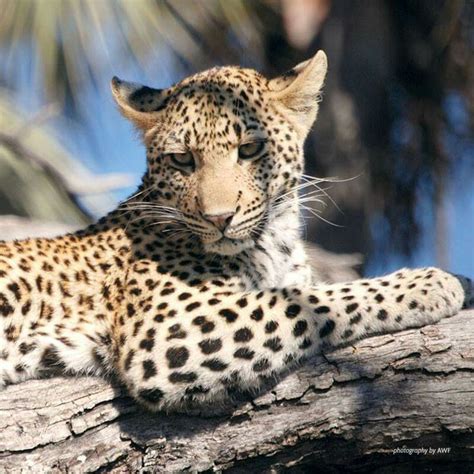 Leopard | Leopards, Africa, Big cats