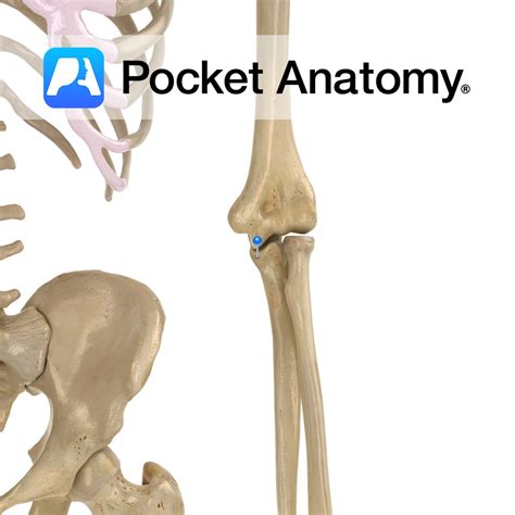 Ulna - coronoid process - Pocket Anatomy