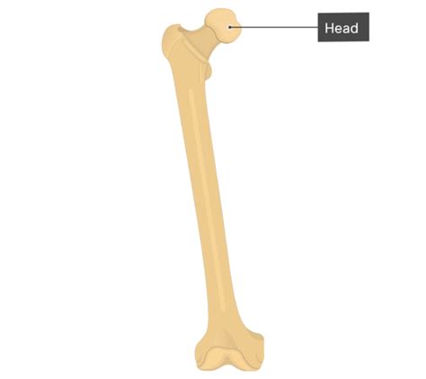 Femur: anatomy and labeled diagram | GetBodySmart