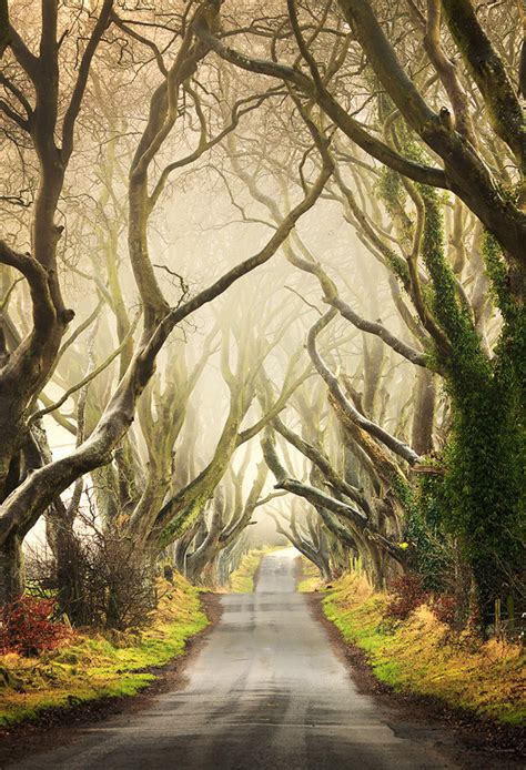 The Dark Hedges: Ireland's Beautifully Eerie Tree-Lined Road