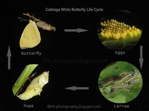 Large Cabbage White Butterfly Life Cycle | Nature, Cultural, and Travel ...