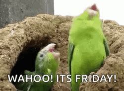 Funny Friday GIFs | GIFDB.com