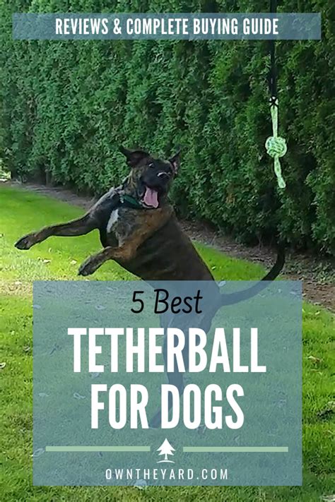 Tetherball for Dogs: 5 Options for an Active Pet in 2020 (With images ...