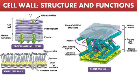 Cell Wall Structure and Function | Free Biology Notes - Rajus Biology