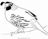 Quail Bird 3 Coloring Page For Kids  Free Quails Printable sketch template