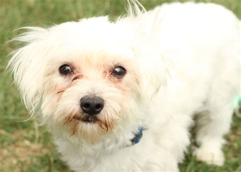 Bentley - Maltese Terrier mix