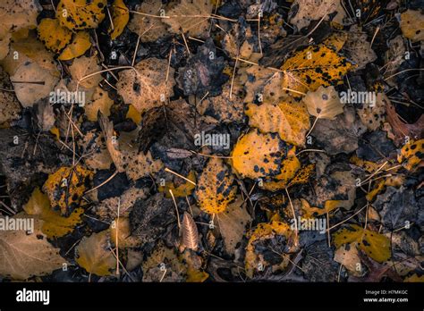 Wet yellow birch leaves decomposing on the ground in autumn, fall color and colors Stock Photo ...