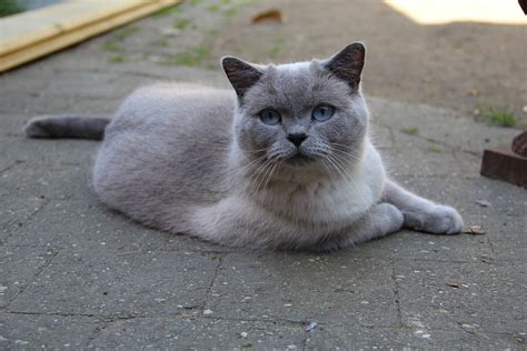 British Shorthair Cats · Free photo on Pixabay