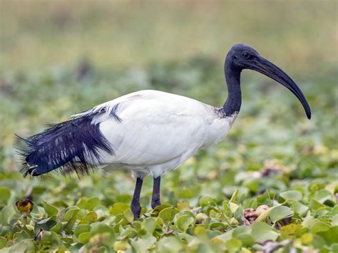 African Sacred Ibis - eBird