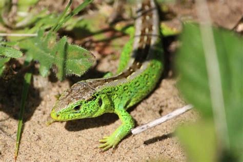 Sand Lizard - Volunteer Surveying - Back From The Brink