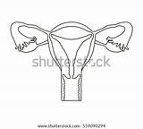 Uterus Coloring Pages sketch template