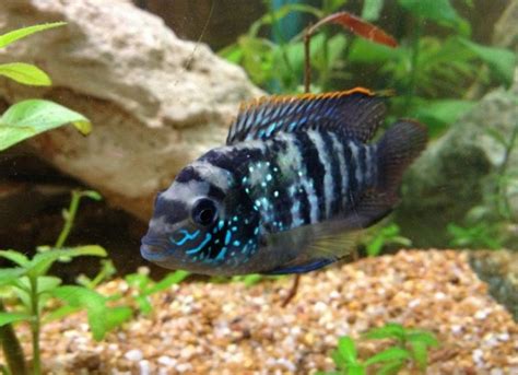 Blue Acara: Size, Care, Lifespan, Tank Mates | MeeThePet